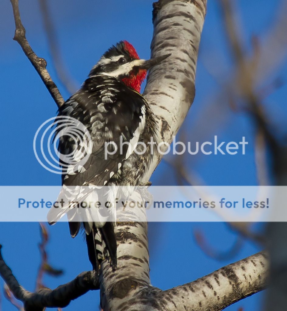 IMAGE: http://i460.photobucket.com/albums/qq328/grendel64/sapsucker1.jpg