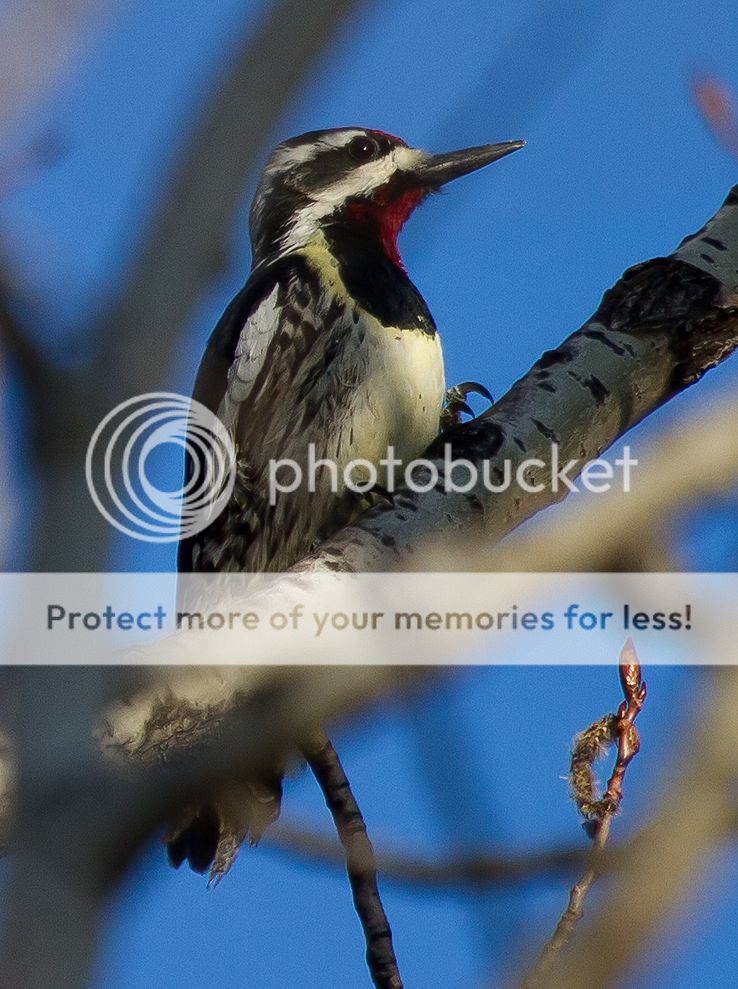 IMAGE: http://i460.photobucket.com/albums/qq328/grendel64/sapsucker2.jpg