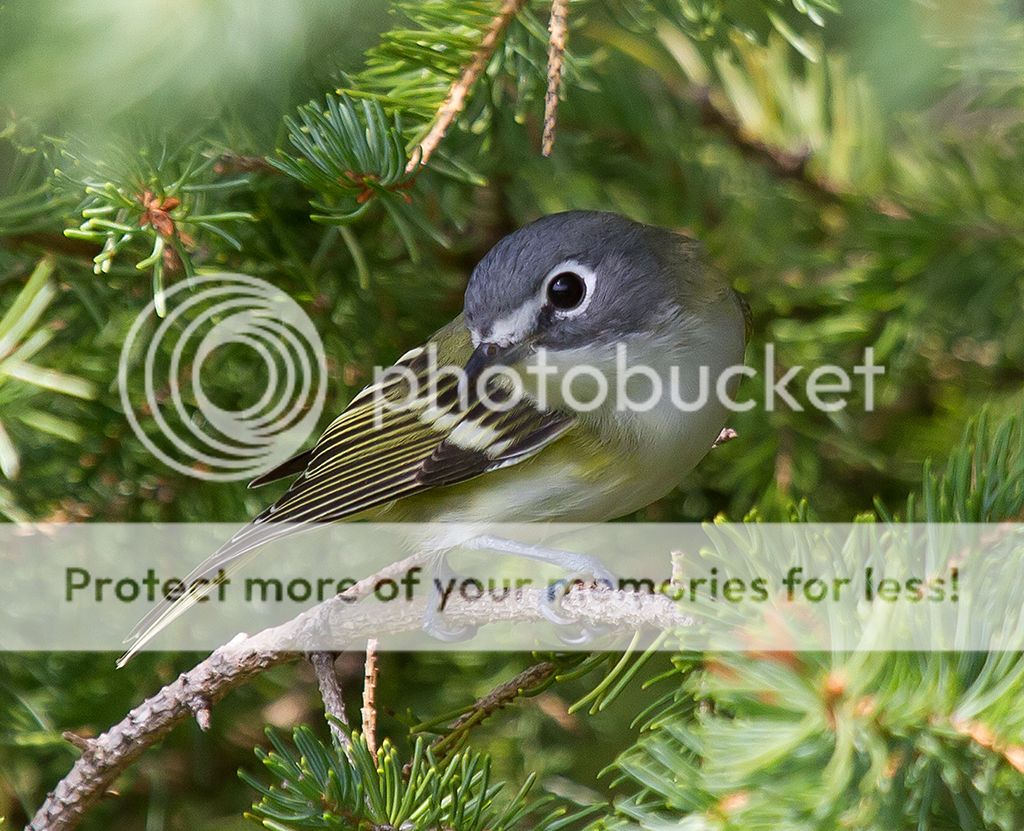 IMAGE: http://i460.photobucket.com/albums/qq328/grendel64/solitaryvireo1sm.jpg