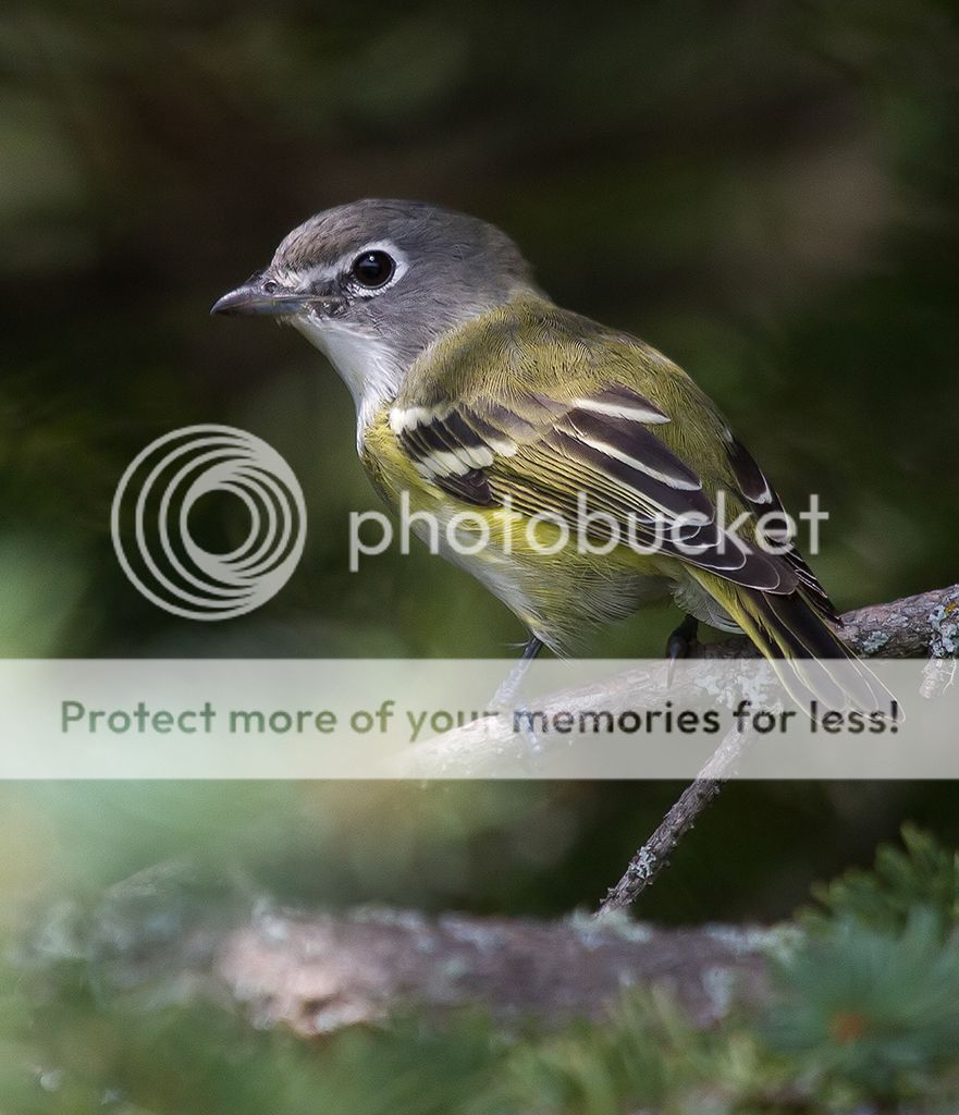 IMAGE: http://i460.photobucket.com/albums/qq328/grendel64/solitaryvireo4sm.jpg
