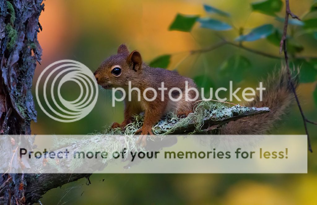 IMAGE: http://i460.photobucket.com/albums/qq328/grendel64/squirrel2sm.jpg