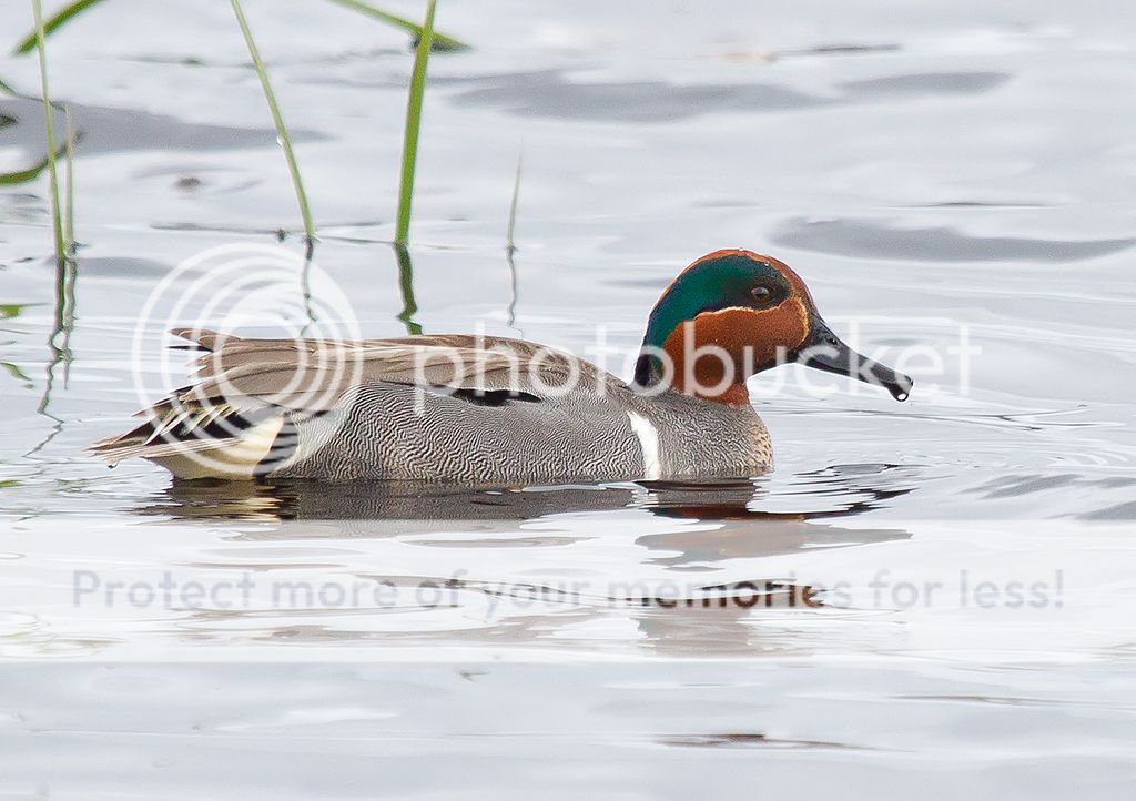 IMAGE: http://i460.photobucket.com/albums/qq328/grendel64/teal1.jpg