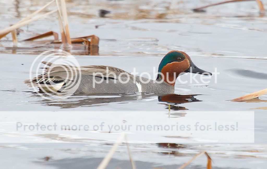 IMAGE: http://i460.photobucket.com/albums/qq328/grendel64/teal2.jpg