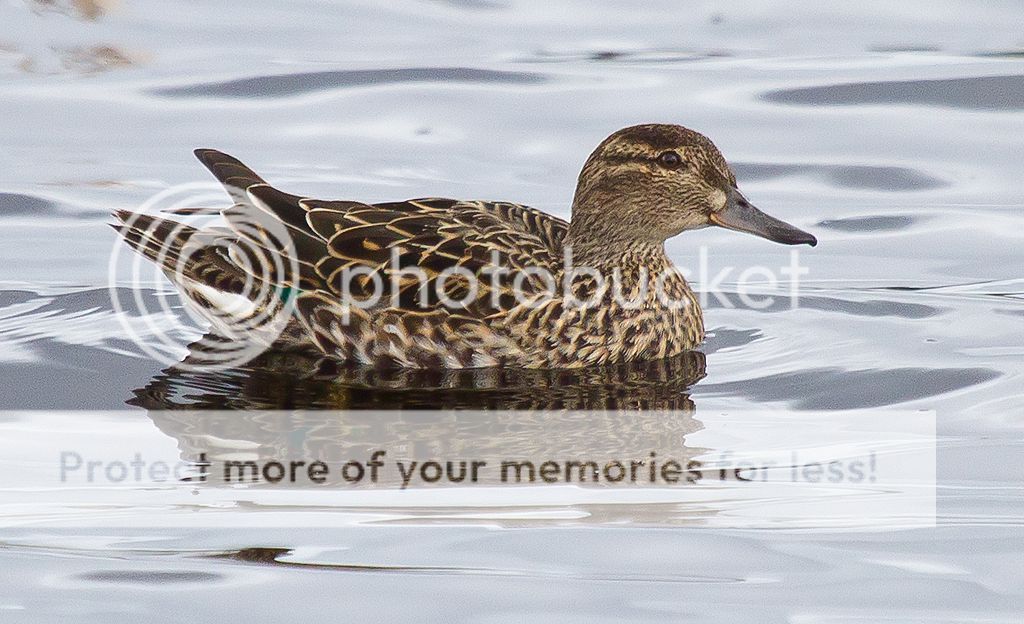 IMAGE: http://i460.photobucket.com/albums/qq328/grendel64/teal3.jpg