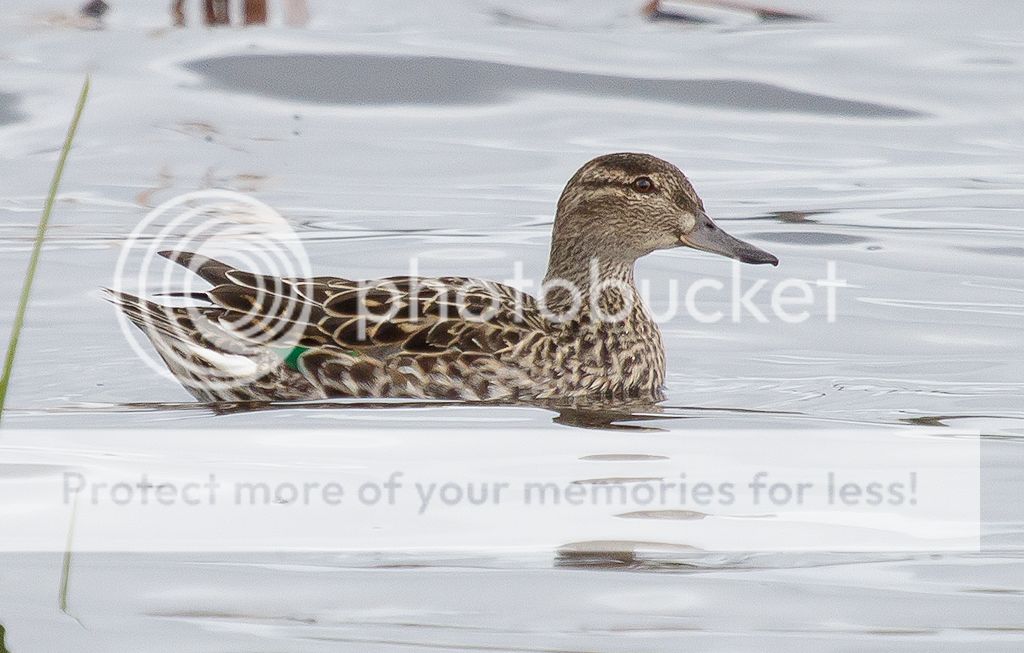 IMAGE: http://i460.photobucket.com/albums/qq328/grendel64/teal4.jpg