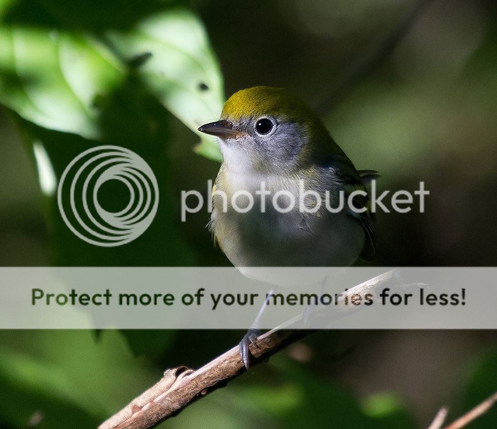 IMAGE: http://i460.photobucket.com/albums/qq328/grendel64/vhestnutsidedwarblerfall2sm.jpg