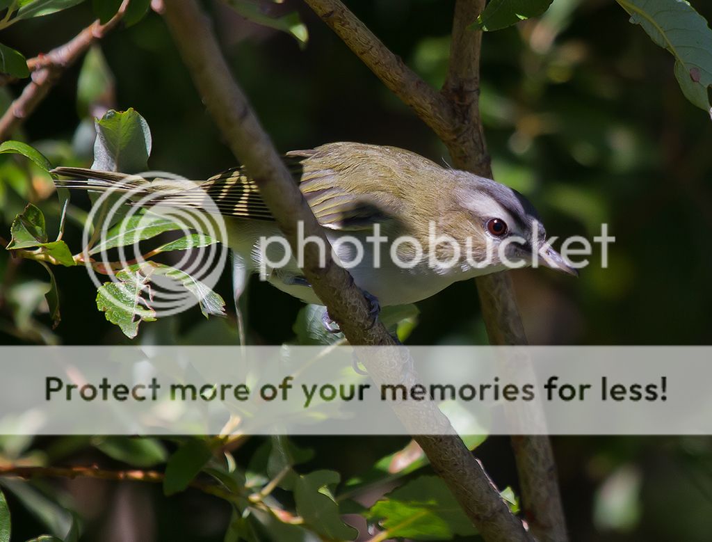 IMAGE: http://i460.photobucket.com/albums/qq328/grendel64/vireo1sm.jpg