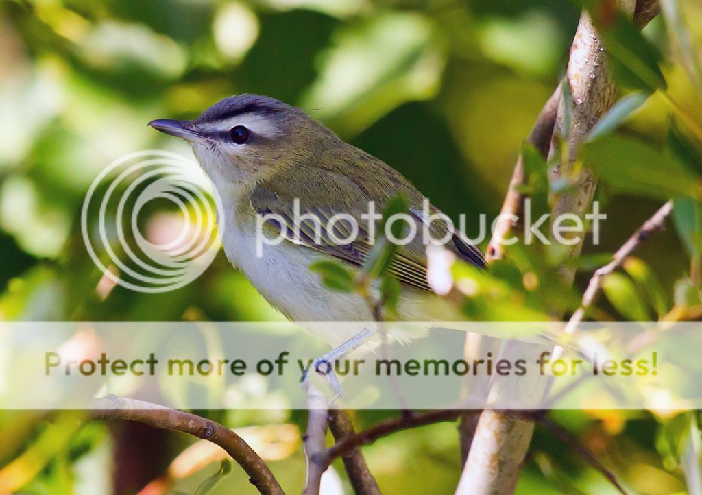 IMAGE: http://i460.photobucket.com/albums/qq328/grendel64/vireo2sm.jpg