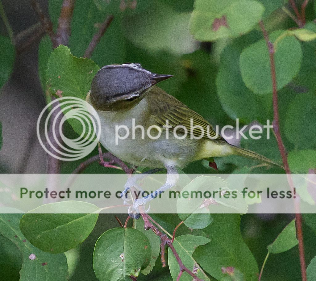 IMAGE: http://i460.photobucket.com/albums/qq328/grendel64/vireo4sm.jpg