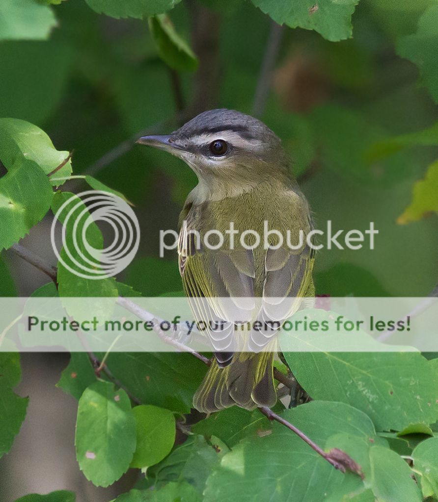 IMAGE: http://i460.photobucket.com/albums/qq328/grendel64/vireosm.jpg