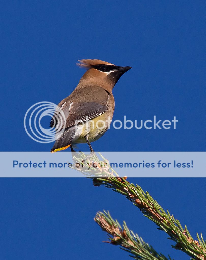 IMAGE: http://i460.photobucket.com/albums/qq328/grendel64/waxwing1sm.jpg