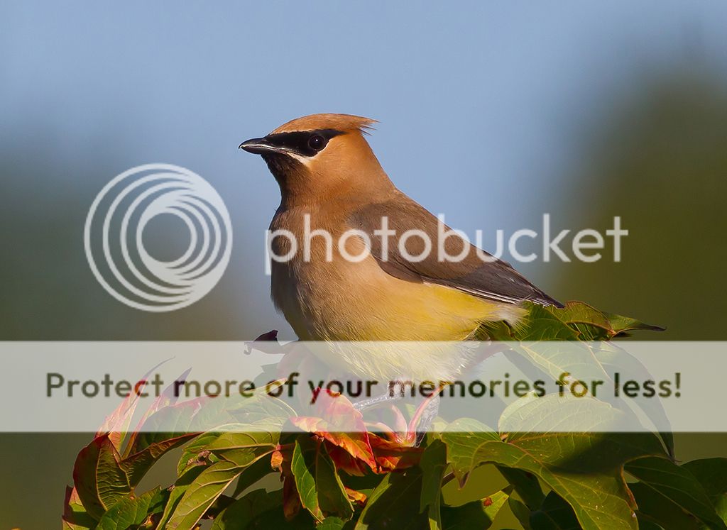 IMAGE: http://i460.photobucket.com/albums/qq328/grendel64/waxwing3sm.jpg