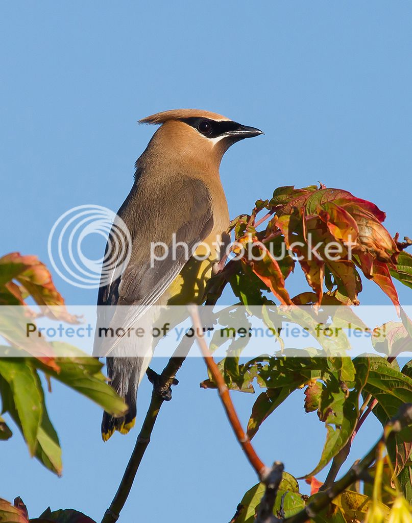 IMAGE: http://i460.photobucket.com/albums/qq328/grendel64/waxwing5sm.jpg