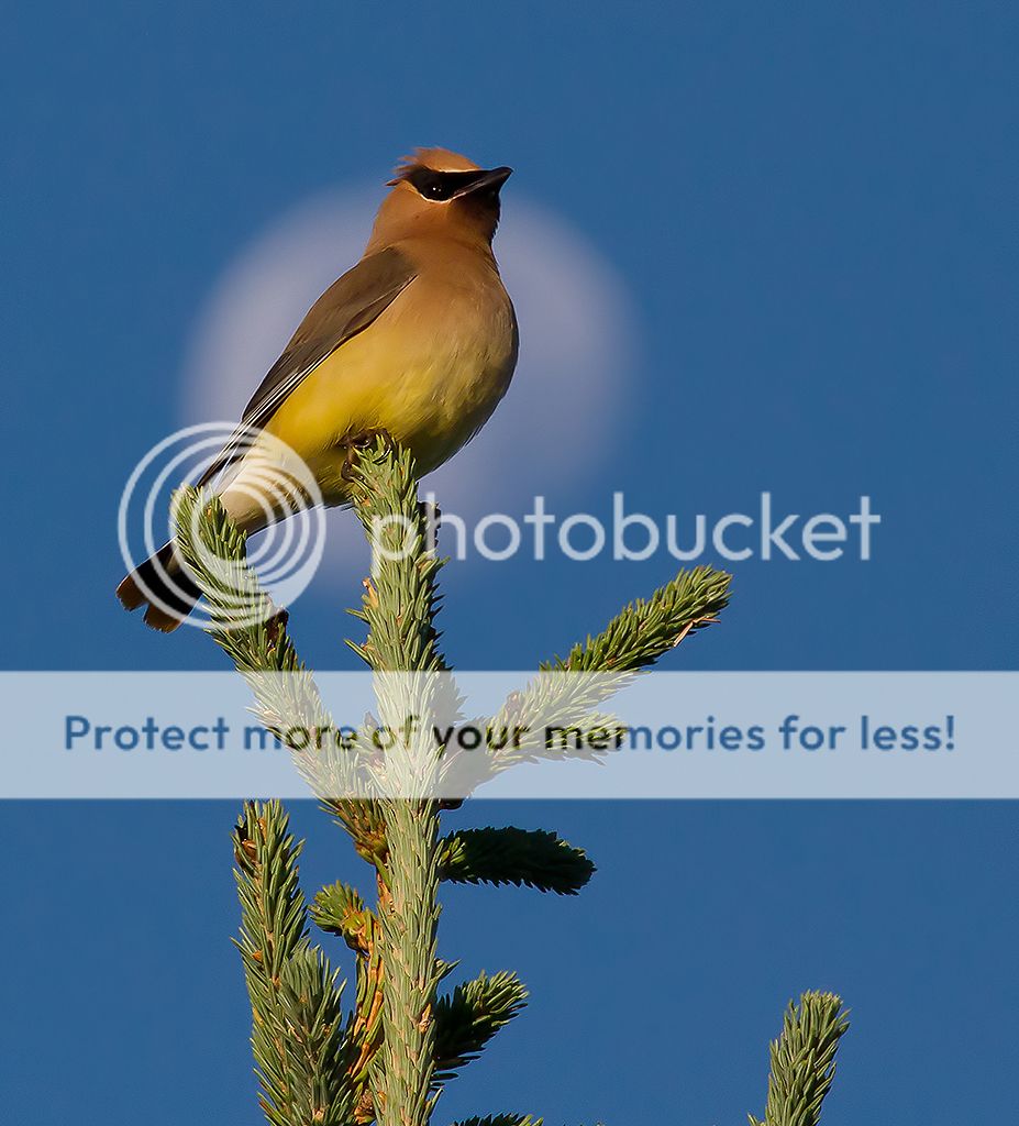 IMAGE: http://i460.photobucket.com/albums/qq328/grendel64/waxymoon2sm.jpg