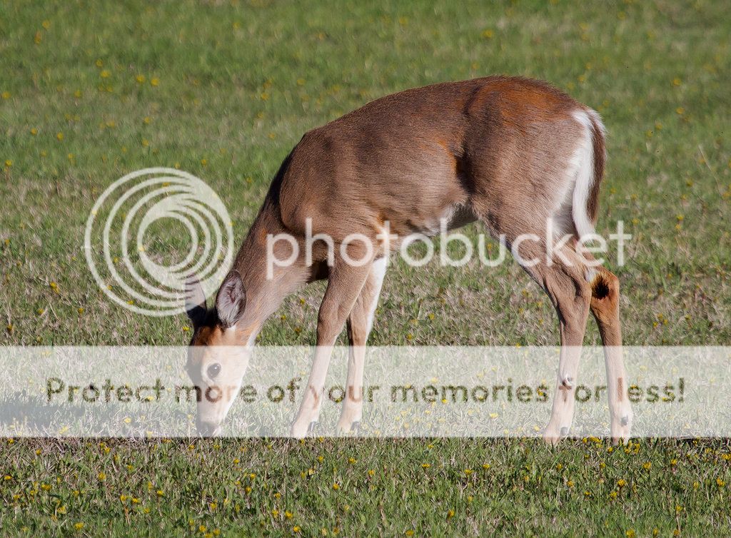 IMAGE: http://i460.photobucket.com/albums/qq328/grendel64/whitetail1.jpg