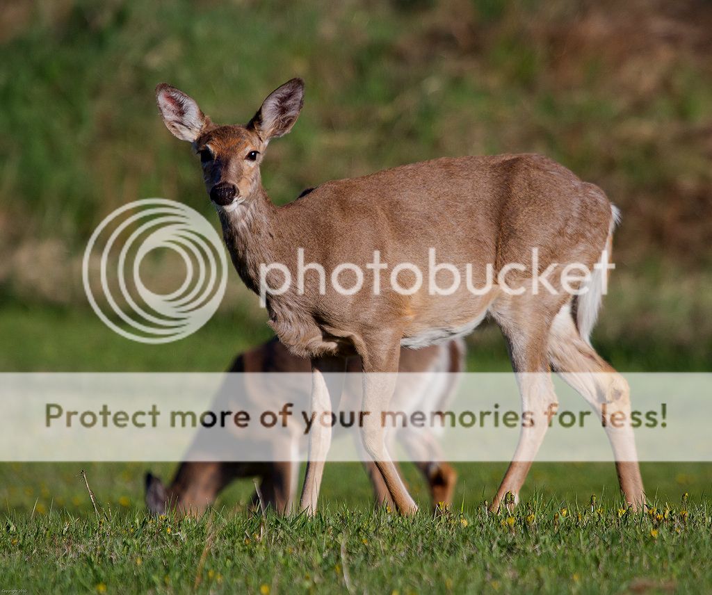 IMAGE: http://i460.photobucket.com/albums/qq328/grendel64/whitetail3.jpg