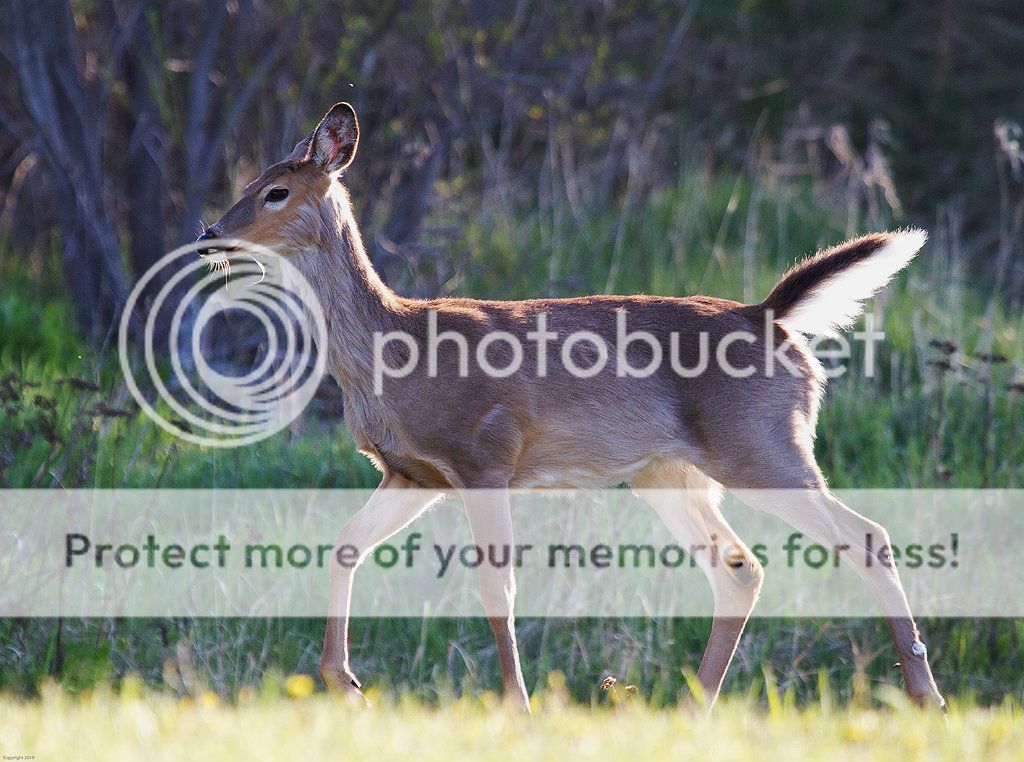 IMAGE: http://i460.photobucket.com/albums/qq328/grendel64/whitetail4.jpg