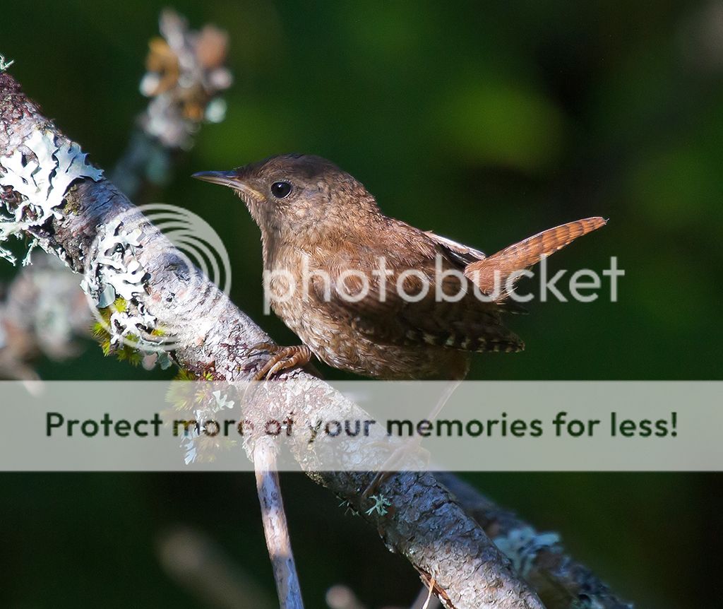 IMAGE: http://i460.photobucket.com/albums/qq328/grendel64/wren2sm.jpg