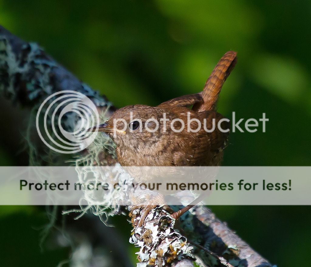 IMAGE: http://i460.photobucket.com/albums/qq328/grendel64/wrensm.jpg