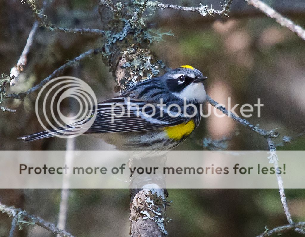 IMAGE: http://i460.photobucket.com/albums/qq328/grendel64/yellowrumped2.jpg