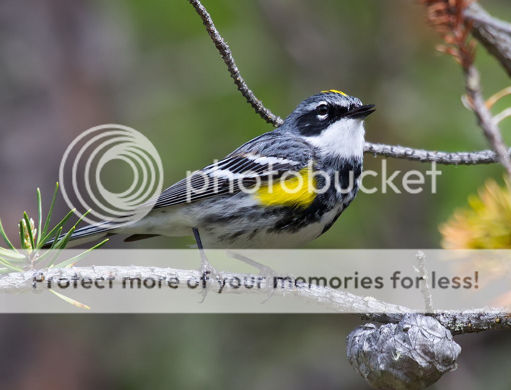 IMAGE: http://i460.photobucket.com/albums/qq328/grendel64/yellowrumped5-1.jpg