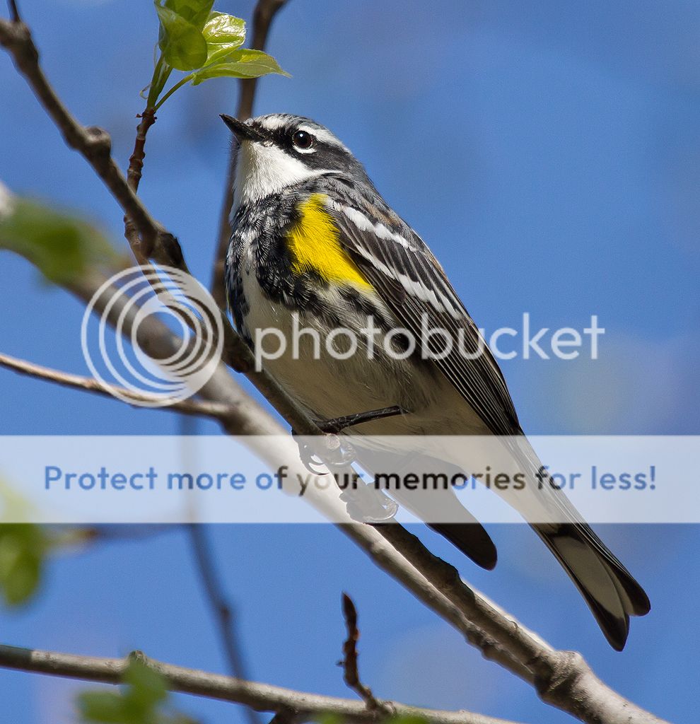 IMAGE: http://i460.photobucket.com/albums/qq328/grendel64/yellowrumped9.jpg