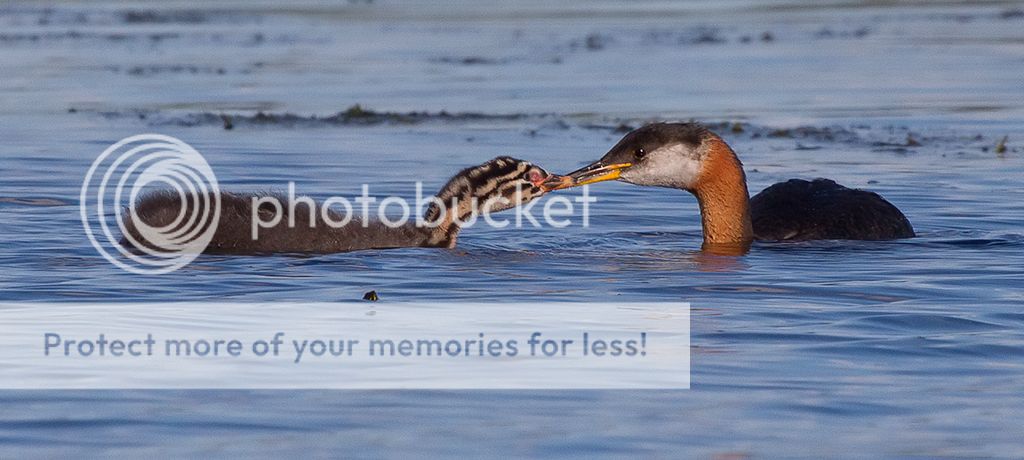 IMAGE: http://i460.photobucket.com/albums/qq328/grendel64/younggrebe4sm.jpg