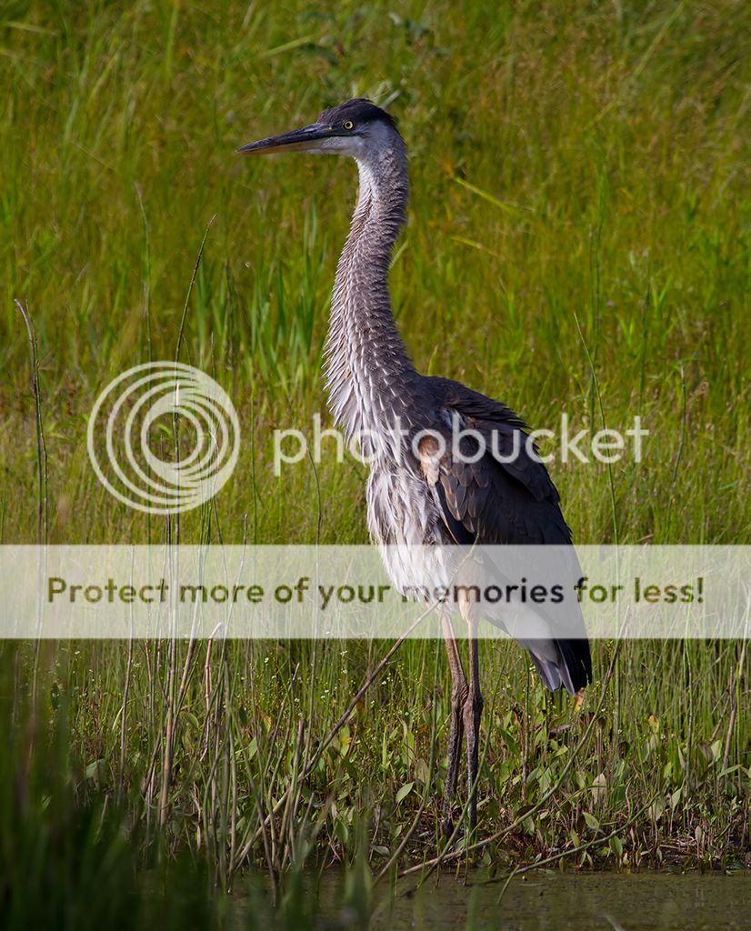 IMAGE: http://i460.photobucket.com/albums/qq328/grendel64/youngheron1sm.jpg