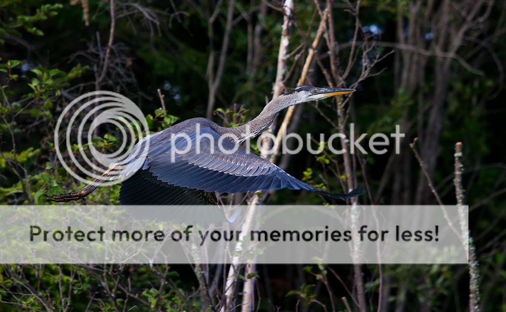 IMAGE: http://i460.photobucket.com/albums/qq328/grendel64/youngheronsm.jpg