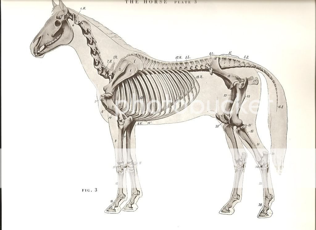 Horse Side View Bones Photo by stefer24 Photobucket